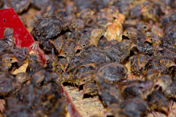 Close-up view of baby quails. Indoor natural living environment at night.
