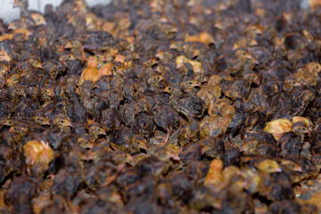 Close-up view of baby quails. Indoor natural living environment at night.