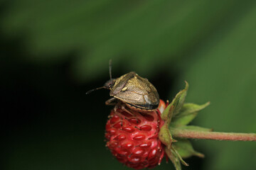 Halyomorpha Halys insect macro photo