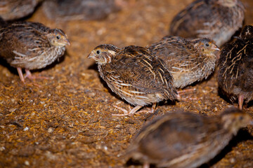 Close-up view of mature quail. Indoor natural living environment at night.