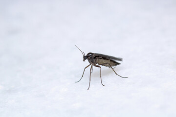 aedes albopictus fly macro photo