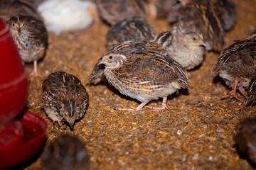 Close-up view of mature quail. Indoor natural living environment at night.