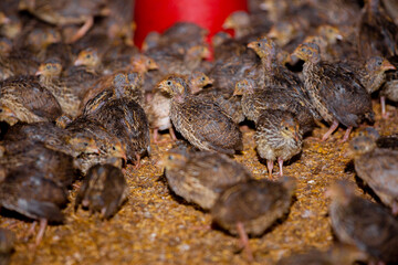 Close-up view of mature quail. Indoor natural living environment at night.