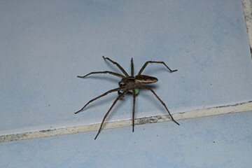 natural neriene peltata spider photo