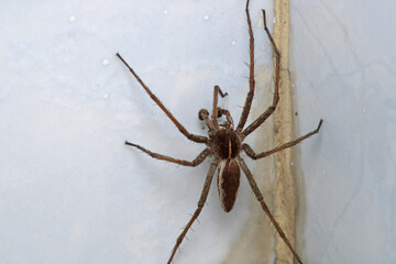 natural neriene peltata spider photo