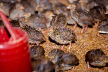 Close-up view of mature quail. Indoor natural living environment at night.