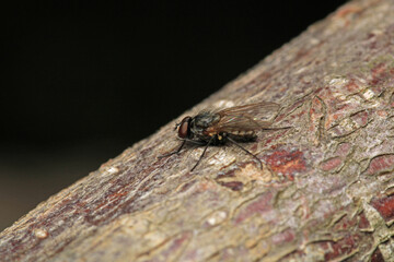 macro photo of housefly facing back