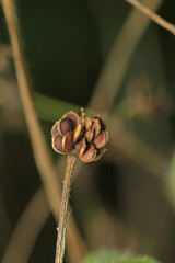 greater quaking grass plant macro photo