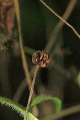 greater quaking grass plant macro photo