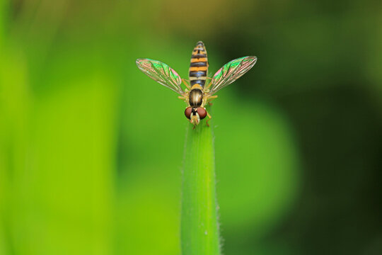 natural eupeodes flower fly photo