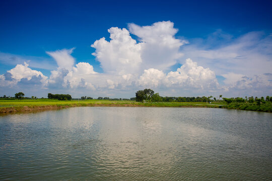 A partial view of a Catla fish (labeo catla or major South Asian carp) farm under a blue autumn sky.