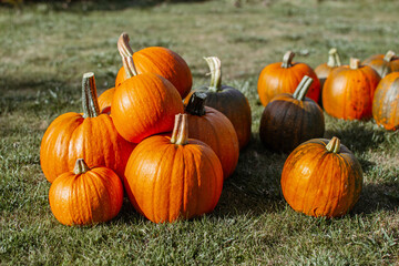 Group of orange pumpkins lying on the grass on sunny autumn day