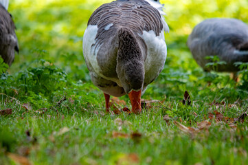 Nahaufnahme einer Graugans beim Grasen im Gras