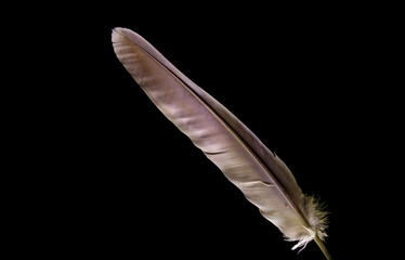 bird feather, feather, background, feather background