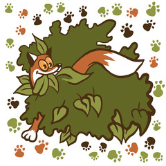 red fox peeks out from behind a bush and leaves tracks