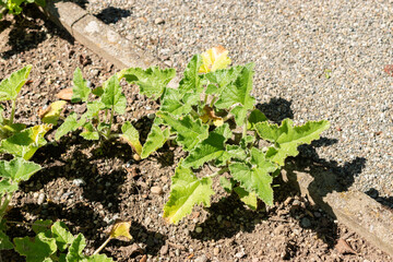 Squirting cucumber or Ecballium Elaterium plant in Saint Gallen in Switzerland