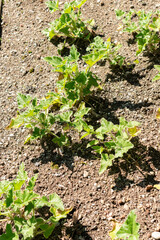 Squirting cucumber or Ecballium Elaterium plant in Saint Gallen in Switzerland