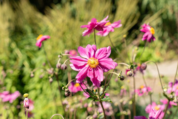 Anemone X Hybrida Rubra plant in Saint Gallen in Switzerland