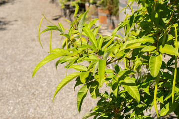 Yellow trumpet bush or Tecoma Stans plant in Saint Gallen in Switzerland