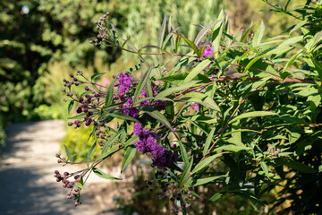 Giant ironweed or Vernonia Gigantea plant in Saint Gallen in Switzerland