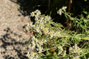 Pycnanthem Verticillat var Pilosum plant in Saint Gallen in Switzerland