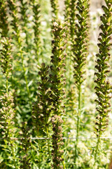 Prairie feather or Liatris Spicata plant in Saint Gallen in Switzerland