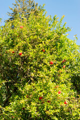 Fototapeta premium Pomegranate or Punica Granatum plant in Saint Gallen in Switzerland