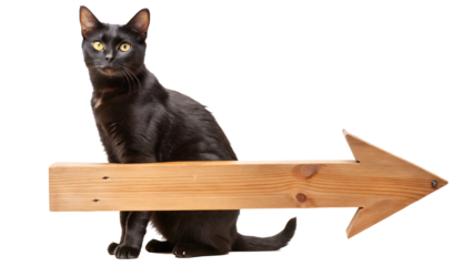 Black Cat Standing on Blank Wooden Arrow Sign Isolated on a white Background.AI GENERATED