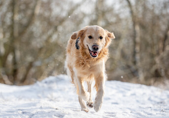 Golden Retriever Joyfully Runs During A Winter Walk In The Park