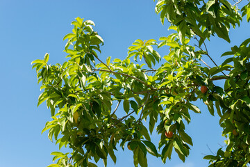 Benthams cornel or Cornus Capitata plant in Saint Gallen in Switzerland