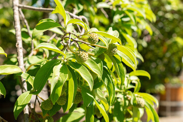 Benthams cornel or Cornus Capitata plant in Saint Gallen in Switzerland