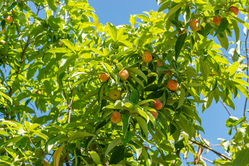 Benthams cornel or Cornus Capitata plant in Saint Gallen in Switzerland