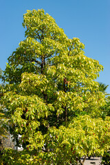 Camphor tree or Cinnamomum Camphora plant in Saint Gallen in Switzerland
