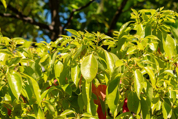Fototapeta premium Camphor tree or Cinnamomum Camphora plant in Saint Gallen in Switzerland