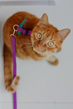Orange cat on a leash exploring indoors, with curious gaze and vibrant collar