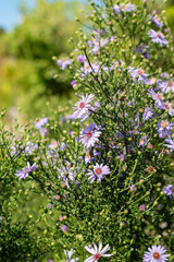 Heartleaf aster or Aster Cordifolius Ideal plant in Saint Gallen in Switzerland