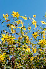 Woodland sunflower or Helianthus Microcephalus plant in Saint Gallen in Switzerland