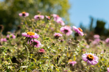 Obraz premium New england aster or Aster Novae Angliae Barrs Pink plant in Saint Gallen in Switzerland