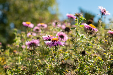 New england aster or Aster Novae Angliae Barrs Pink plant in Saint Gallen in Switzerland