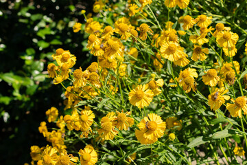 Helenium hybrid plant in Saint Gallen in Switzerland