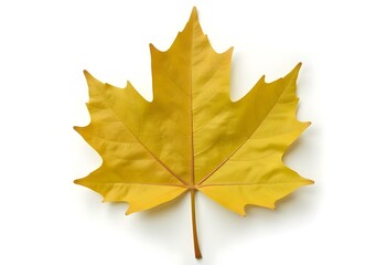 Obraz premium autumn maple leaf create with ai