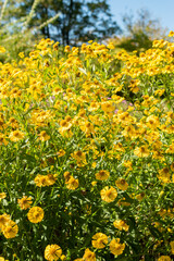 Helenium hybrid plant in Saint Gallen in Switzerland