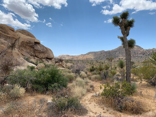quiet day in Joshua Tree