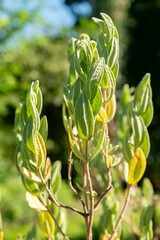 Grey leaved cistus or Cistus Albidus plant in Saint Gallen in Switzerland