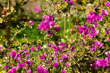 Bougainvillea X Buttiana plant in Saint Gallen in Switzerland