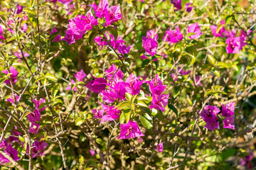 Bougainvillea X Buttiana plant in Saint Gallen in Switzerland