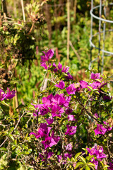 Bougainvillea X Buttiana plant in Saint Gallen in Switzerland