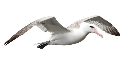 Wandering Albatross Bird Flying on White Background, Photo Realistic, Wallpaper, Cover and Screen for Smartphone, PC, Laptop, 9:16 and 16:9 Format