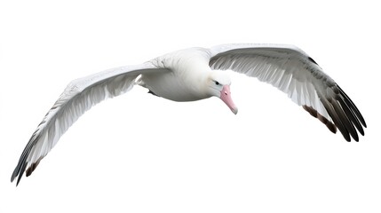 Obraz premium Wandering Albatross Bird Flying on White Background, Photo Realistic, Wallpaper, Cover and Screen for Smartphone, PC, Laptop, 9:16 and 16:9 Format