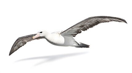 Wandering Albatross Bird Flying on White Background, Photo Realistic, Wallpaper, Cover and Screen for Smartphone, PC, Laptop, 9:16 and 16:9 Format
